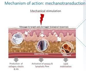 explication de la mécanotransduction