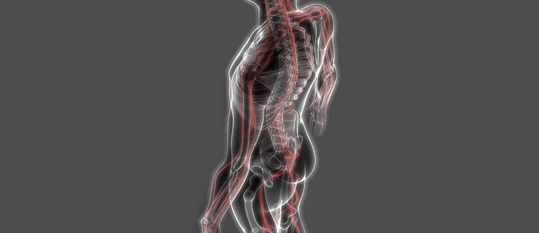 interieur-corps-homme-medical